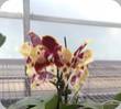 P. Lioulin Wildcat x Taphoe Dragon Maiden